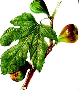 alocare