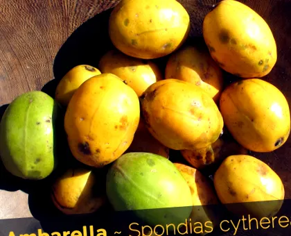 ambarella