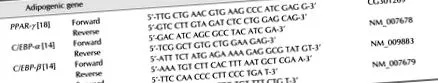 anti-adipogen