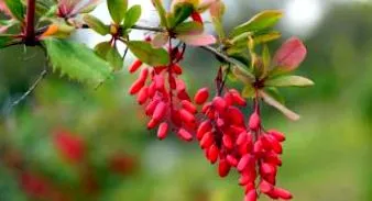 natural barberry