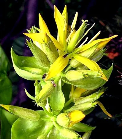 ierburi