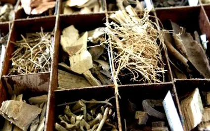 herbs