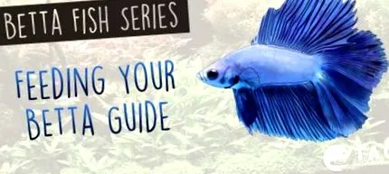 betta