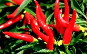 cayenne