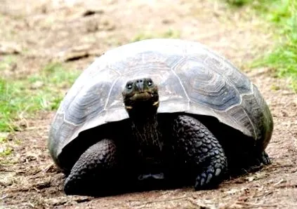 broască țestoasă