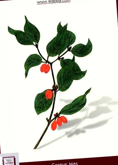 корнелова жаждата