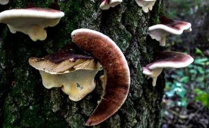 resinosum