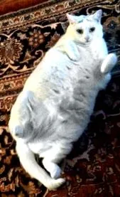 котки дебелите