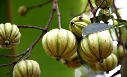 cambogia