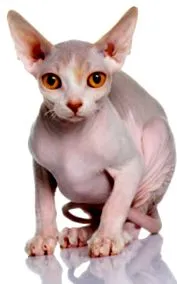 котки