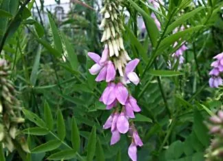 officinalis коза