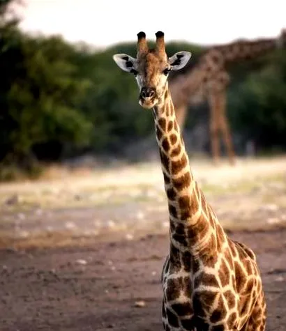 african