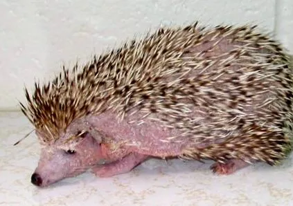 spitalul
