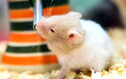 hamsterilor