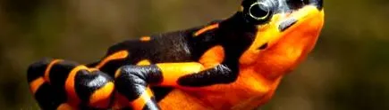 harlequin