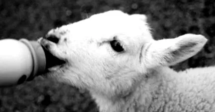 izmokat