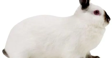 зайци