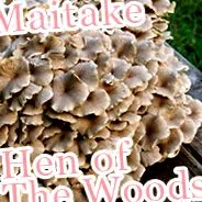 maitake