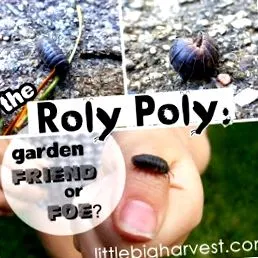 roly