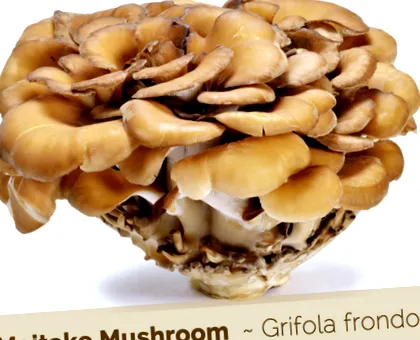 ciuperca