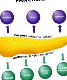 hasnyálmirigy endokrin