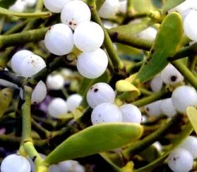 această plantă