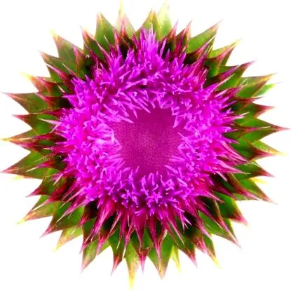 ciulin