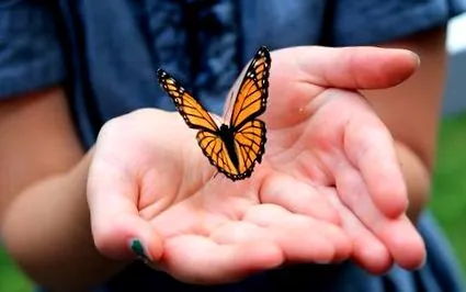butterfly