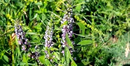motherwort
