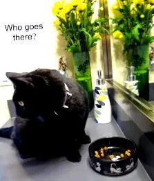 cats