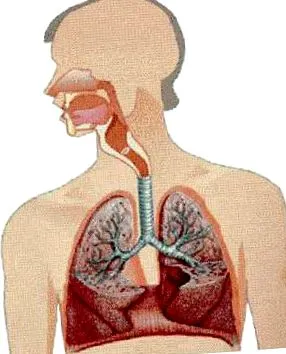 respiratorie