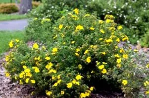 potentilla