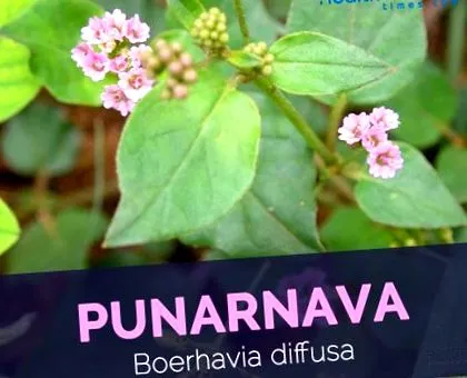 здравето факти