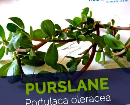 pentru