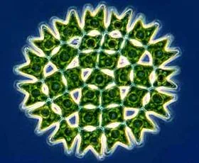 spirulina