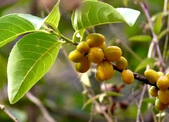 salacia