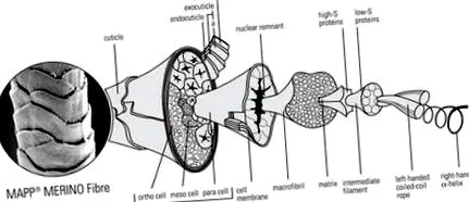 gyapjútudomány