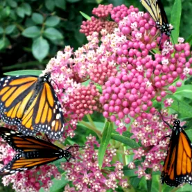 milkweed