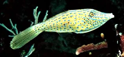 tetraodontiform