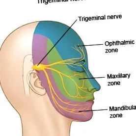 trigeminalis