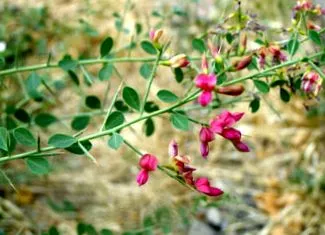 camelorum