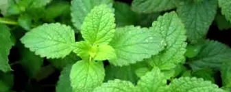yerba yerba