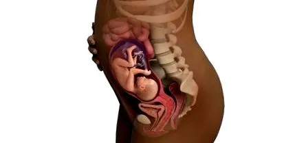 седмици babycenter