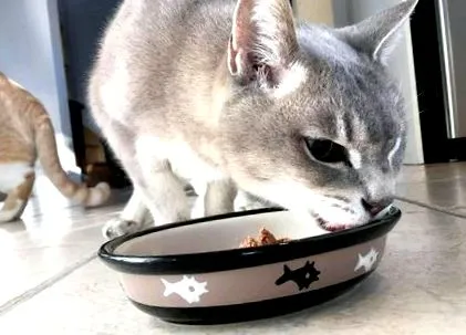 начина