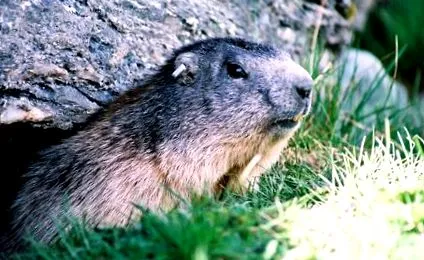 Alpine Marmot