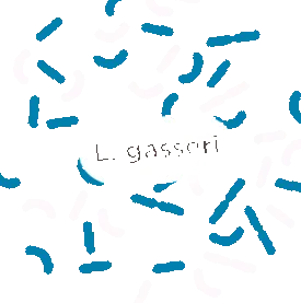 gasseri