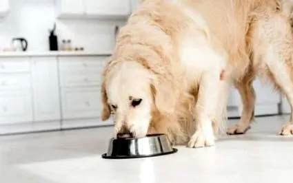 dieta