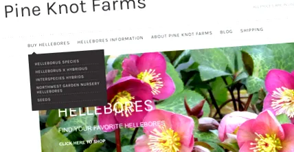 hellebores
