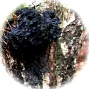 chaga