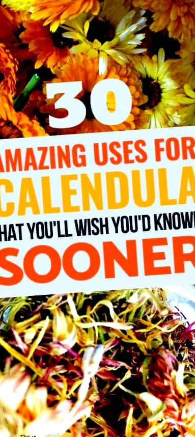 calendula